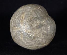 Micraster brevis DESOR in AGASSIZ & DESOR 1847 - Bild © FossNet FossilienStore